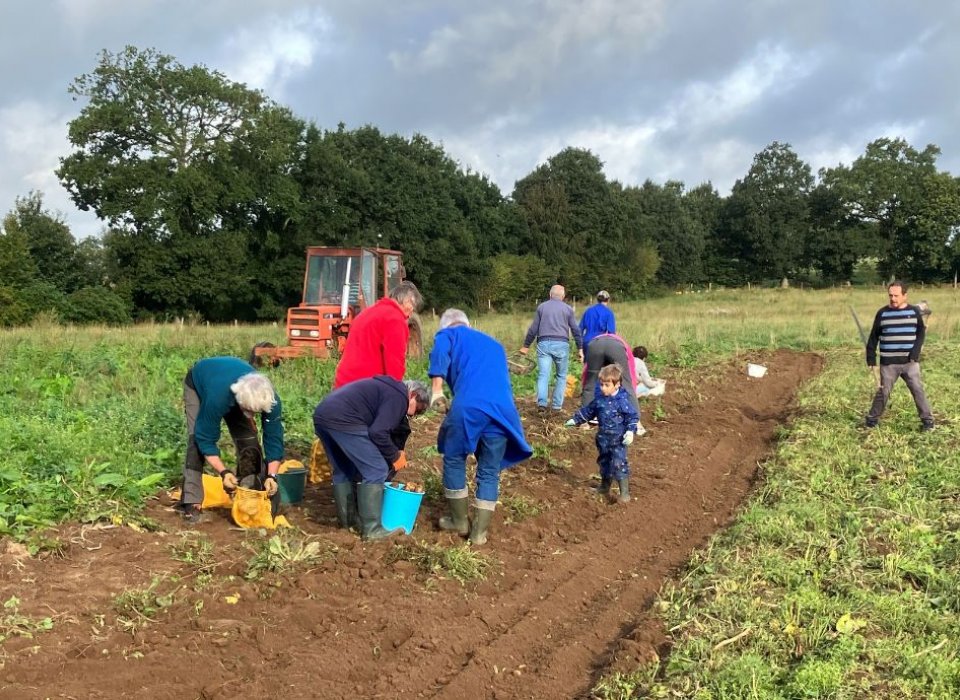 Le Secours Catholique en ramassage de pommes de terre avec les structures d'aide alimentaire de Fougères (35)